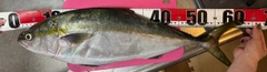 メジロの釣果