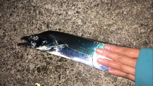 タチウオの釣果