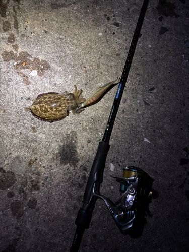 モンゴウイカの釣果