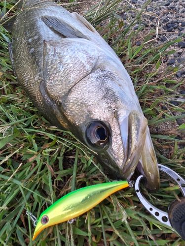スズキの釣果