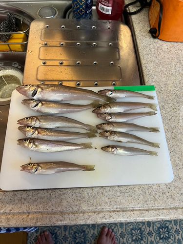 シロギスの釣果