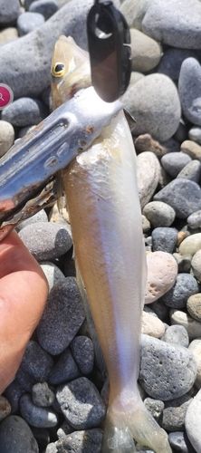 キスの釣果