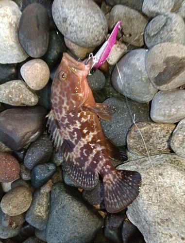 キジハタの釣果