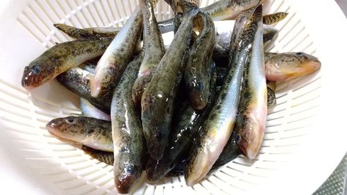 ハゼの釣果
