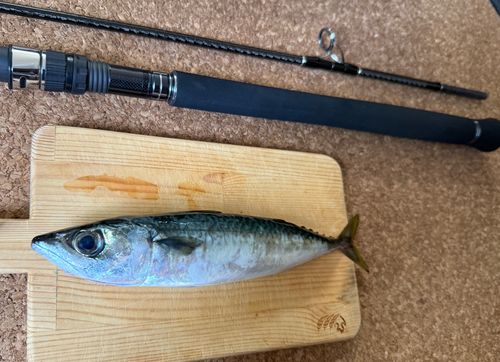 マサバの釣果