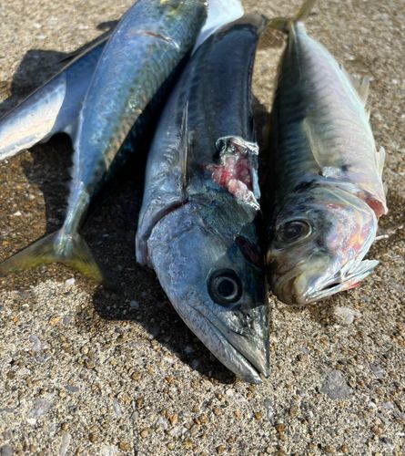 サゴシの釣果