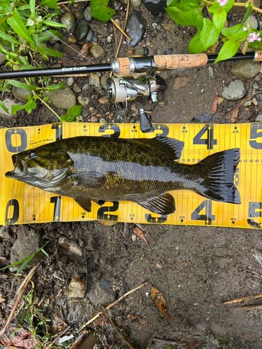 スモールマウスバスの釣果