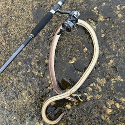 ダイナンウミヘビ