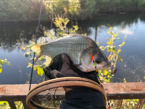 ヘラブナの釣果