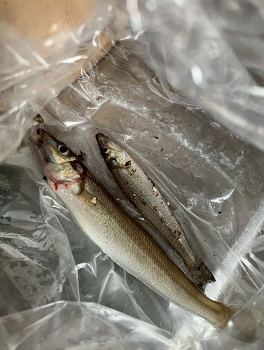 キスの釣果