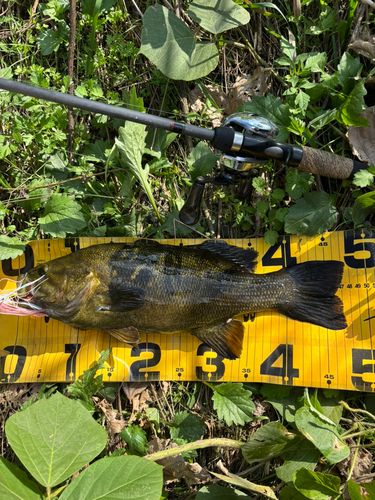 スモールマウスバスの釣果
