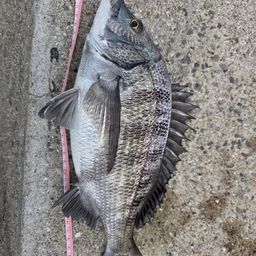 チヌ