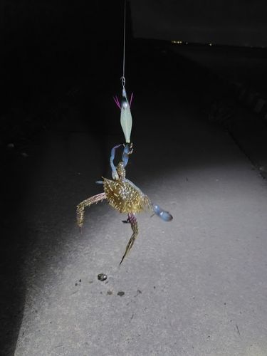 タイワンガザミの釣果