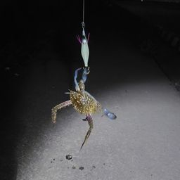 タイワンガザミ