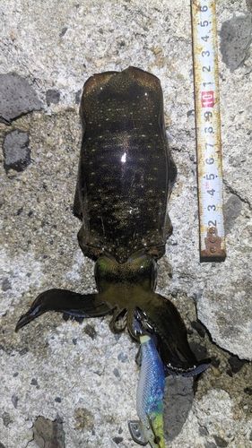 アオリイカの釣果