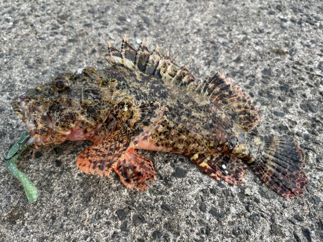 オニカサゴ