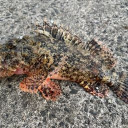 オニカサゴ