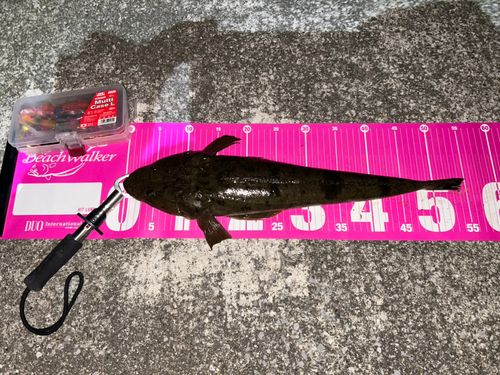 マゴチの釣果