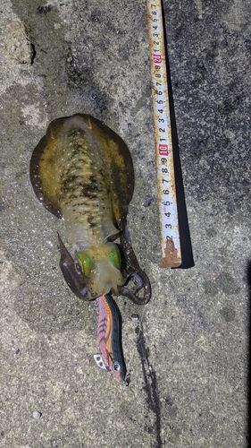 アオリイカの釣果