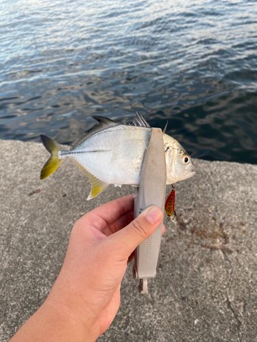 メッキの釣果