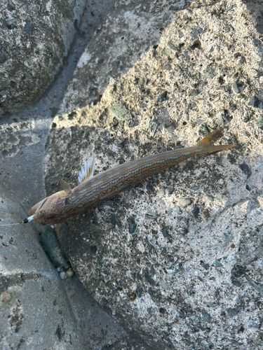 エソの釣果