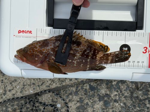 キジハタの釣果