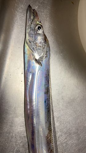 タチウオの釣果