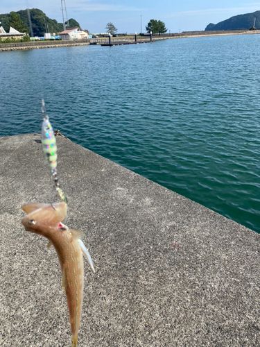 エソの釣果