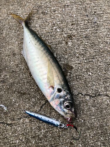 マルアジの釣果