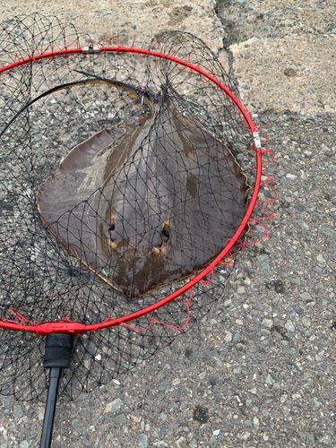 アカエイの釣果