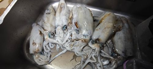 アオリイカの釣果