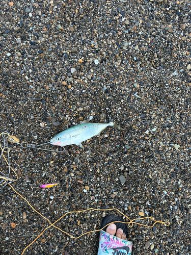 ワカシの釣果