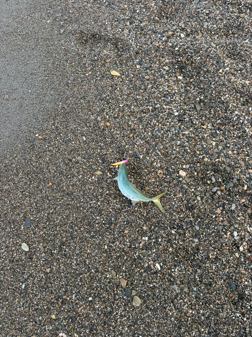 ワカシ