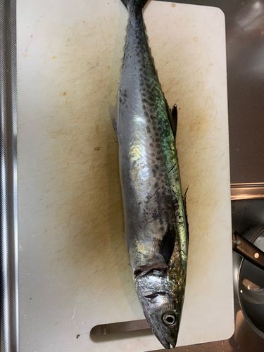 サゴシの釣果