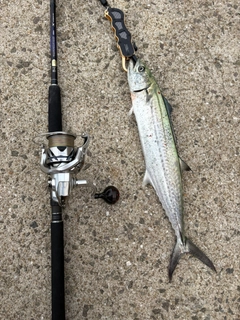 サゴシの釣果