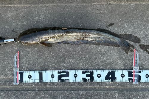 ナマズの釣果
