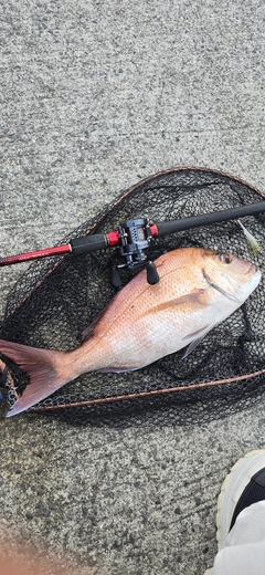 マダイの釣果