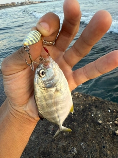 メッキの釣果