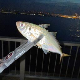 アジ