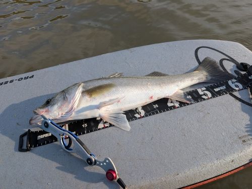 シーバスの釣果