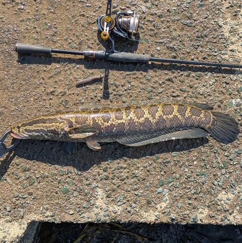 ライギョの釣果