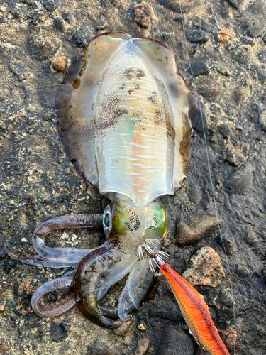 アオリイカの釣果