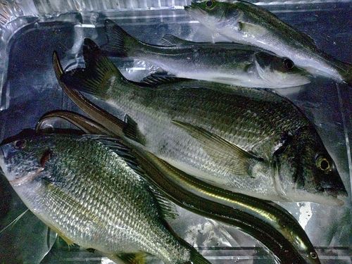 アナゴの釣果