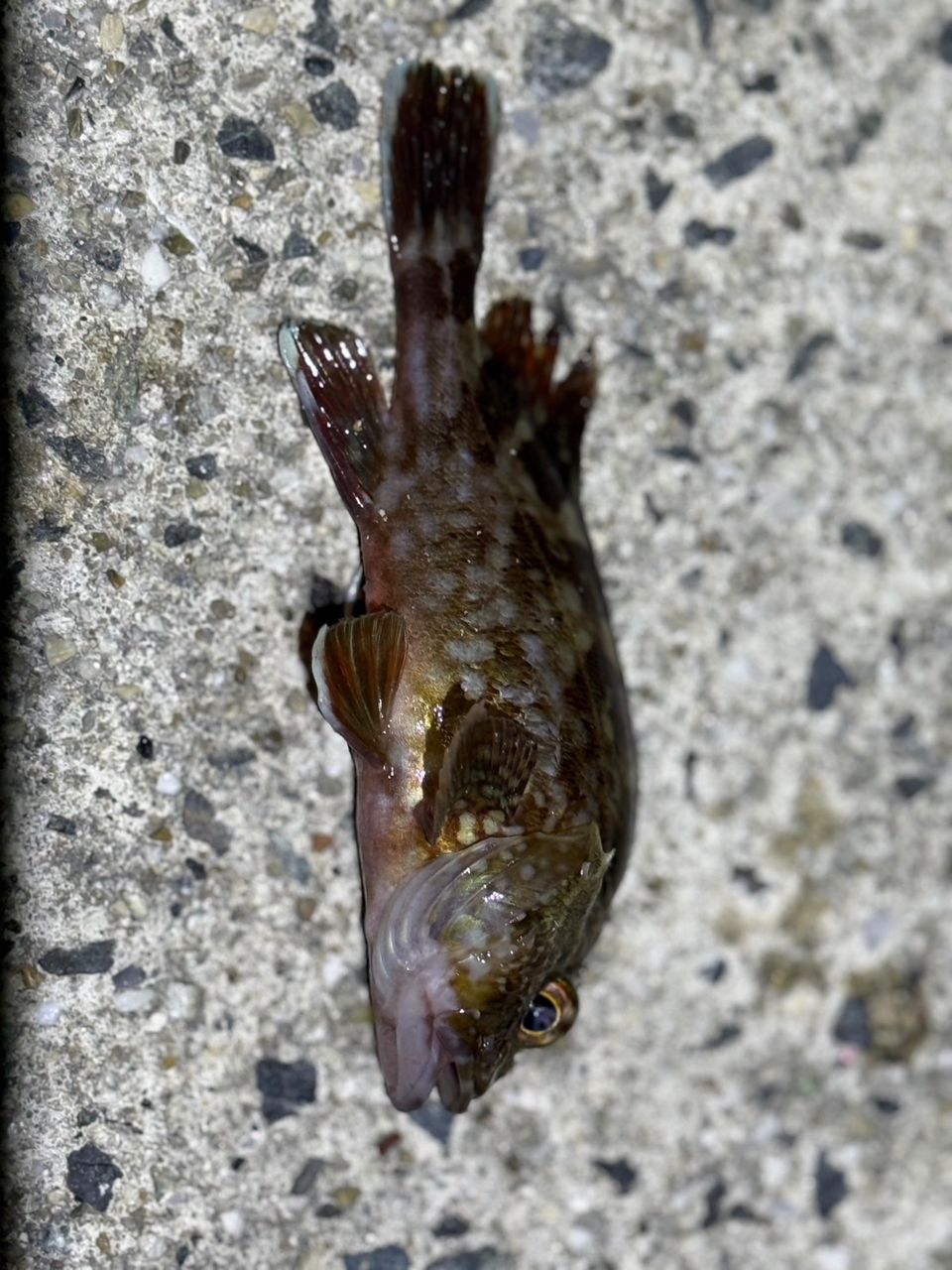 カサゴ