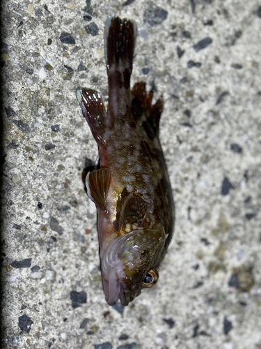 カサゴの釣果