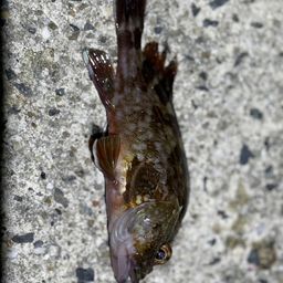 カサゴ