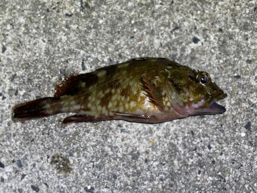 カサゴの釣果