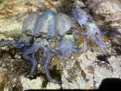 アオリイカの釣果