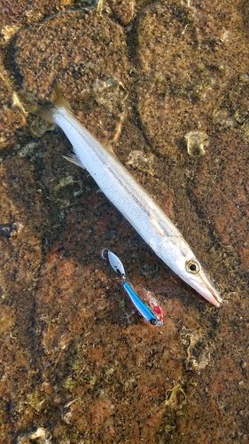 カマスの釣果