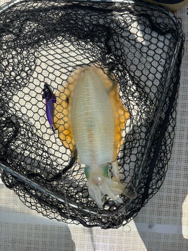 紀伊水道